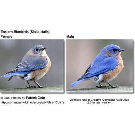 Female and Male Eastern Bluebird