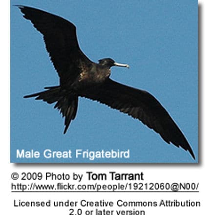 Male Great Frigatebird