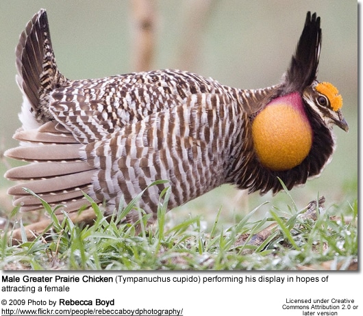 Male Greater Prairie Chicken performing his courtship dance