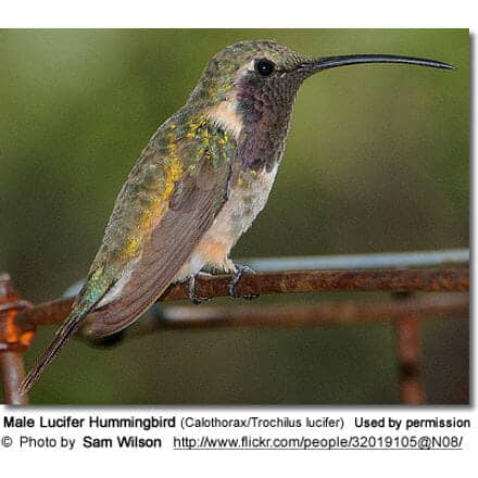 Male Lucifer Hummingbird (Calothorax/Trochilus lucifer)