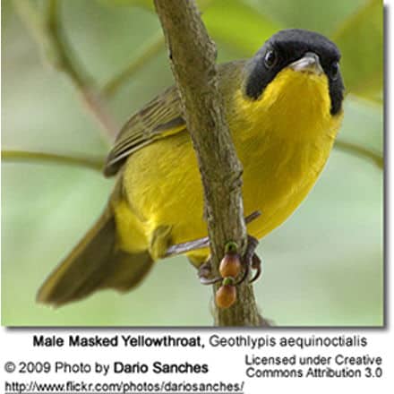 Masked Yellowthroat, Geothlypis aequinoctialis - Male