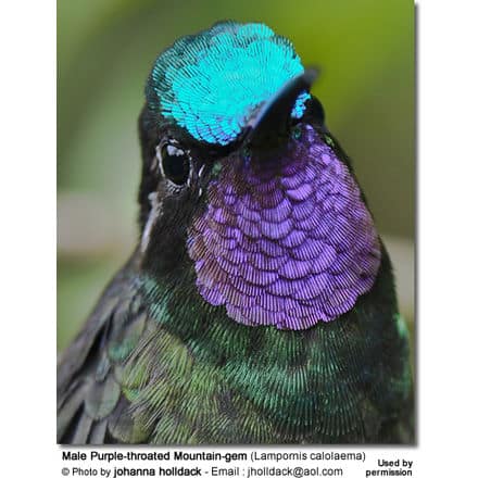 Male Purple-throated Mountain-gem (Lampornis calolaema)