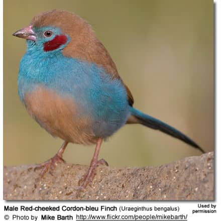 Male Red-cheeked Cordon-bleu Finch (Uraeginthus bengalus)