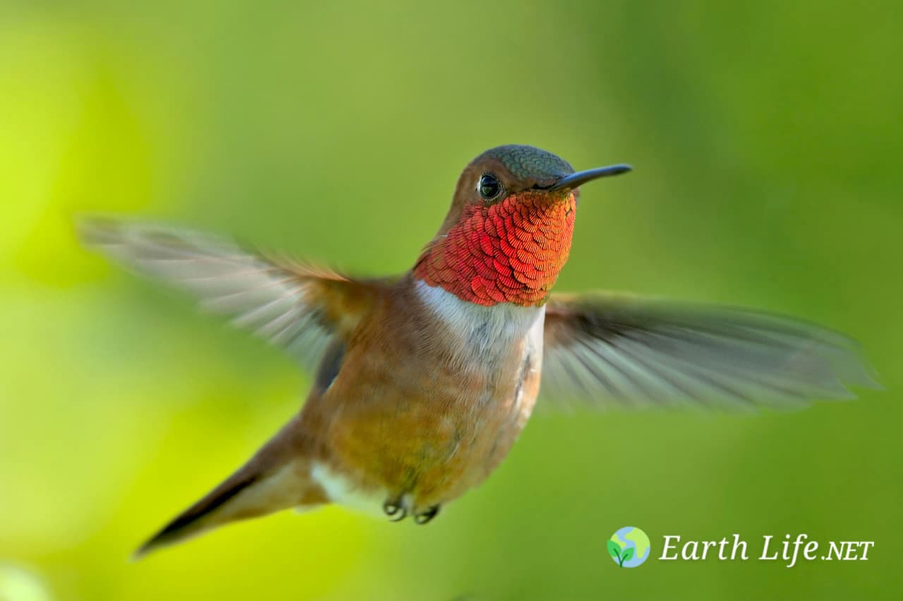 Rufous Hummingbird