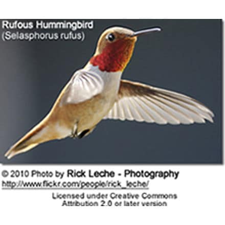 A Rufous Hummingbird (Selasphorus rufus), one of the hummingbirds found in Alaska, in mid-flight, displaying its reddish throat and white-tipped wings. The background is a plain, dark gradient, making the bird's detailed features prominent. Photo credit to Rick Leche under a Creative Commons license.