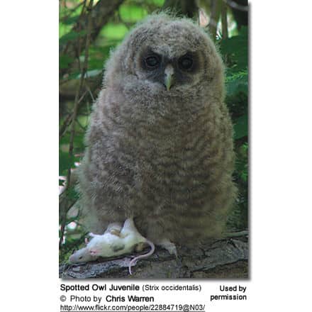 Spotted Owl Juvenile (Strix occidentalis)