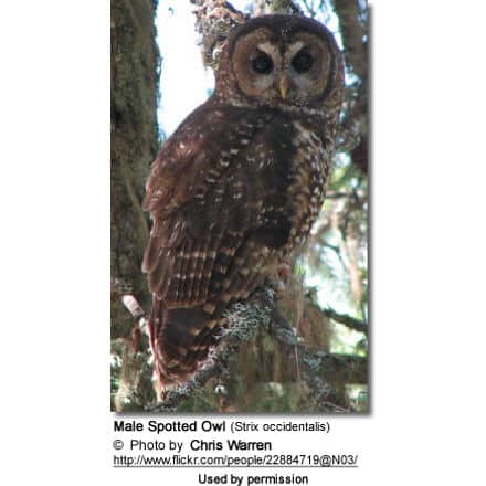 Male Spotted Owl (Strix occidentalis)