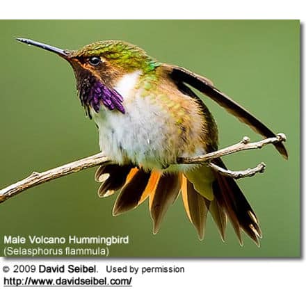 Male Volcano Hummingbird (Selasphorus flammula)