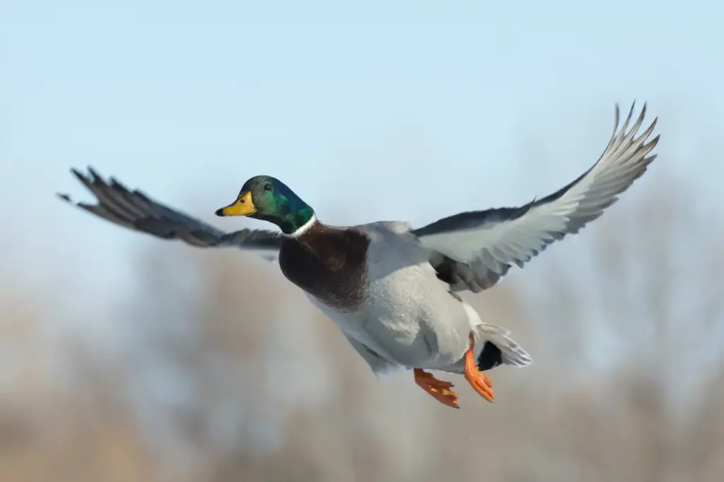 Mallard Ducks is on Flight