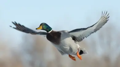 Mallard Ducks is on Flight