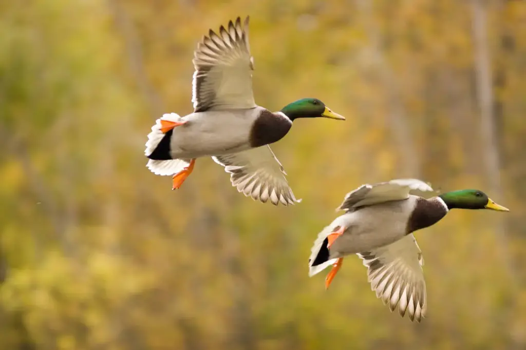 Mallard Ducks Flying