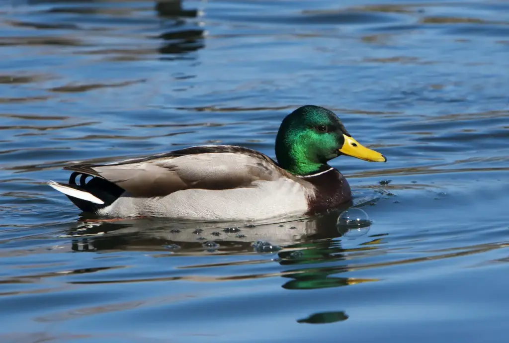 Mallard Ducks on the Water 