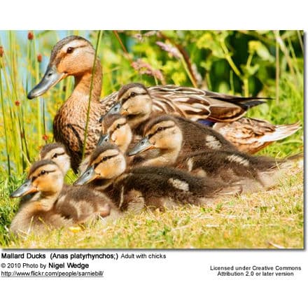 Mallard Ducks - Adult with chicks