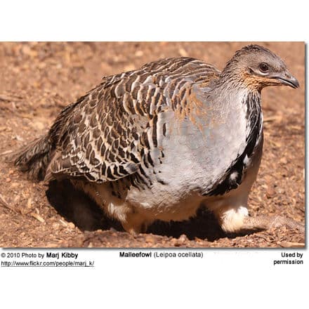 Malleefowl (Leipoa ocellata)