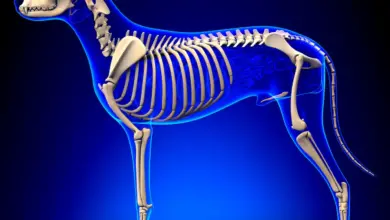 Mammal Skeleton 101 Dog Skeleton