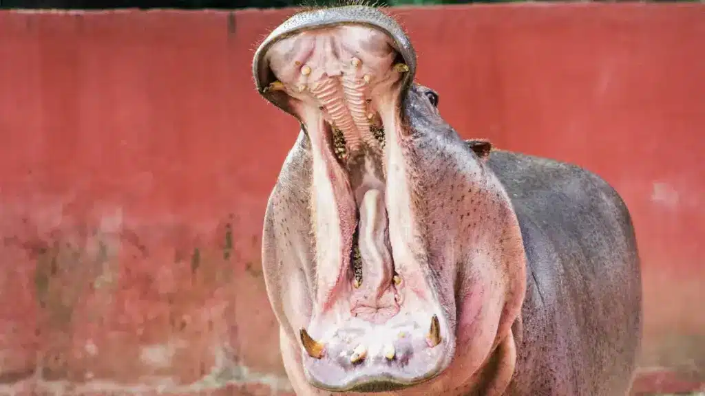 Mammal Teeth Hippopotamus