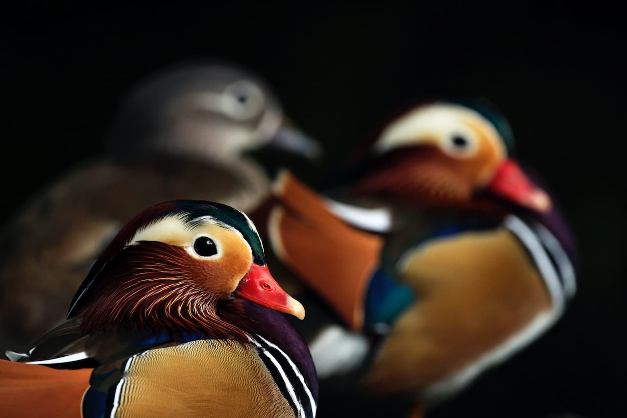 A Close Up Photo of Three Ducks
