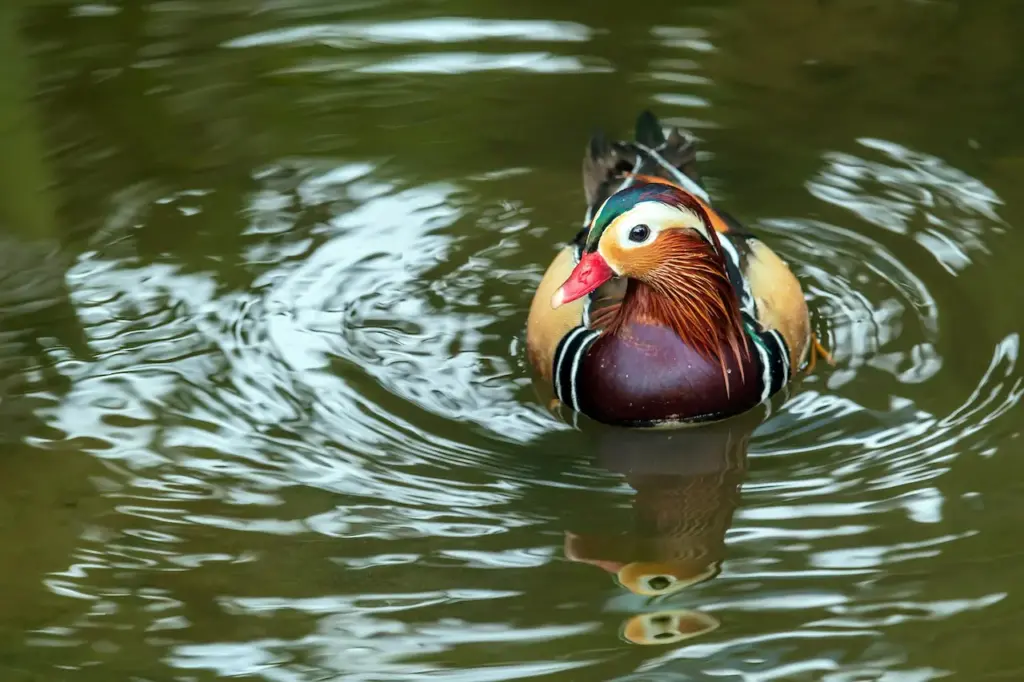 Mandarin Duck Image  on the Water 