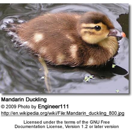 Mandarin Duckling