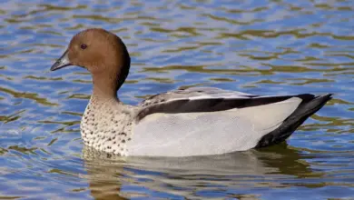 Closeup Image of Maned Ducks in the water