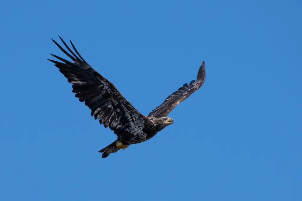 The Mangrove Black Hawk Is Flying