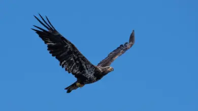The Mangrove Black Hawk Is Flying