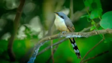 Mangrove Cuckoo Perched on a Tree