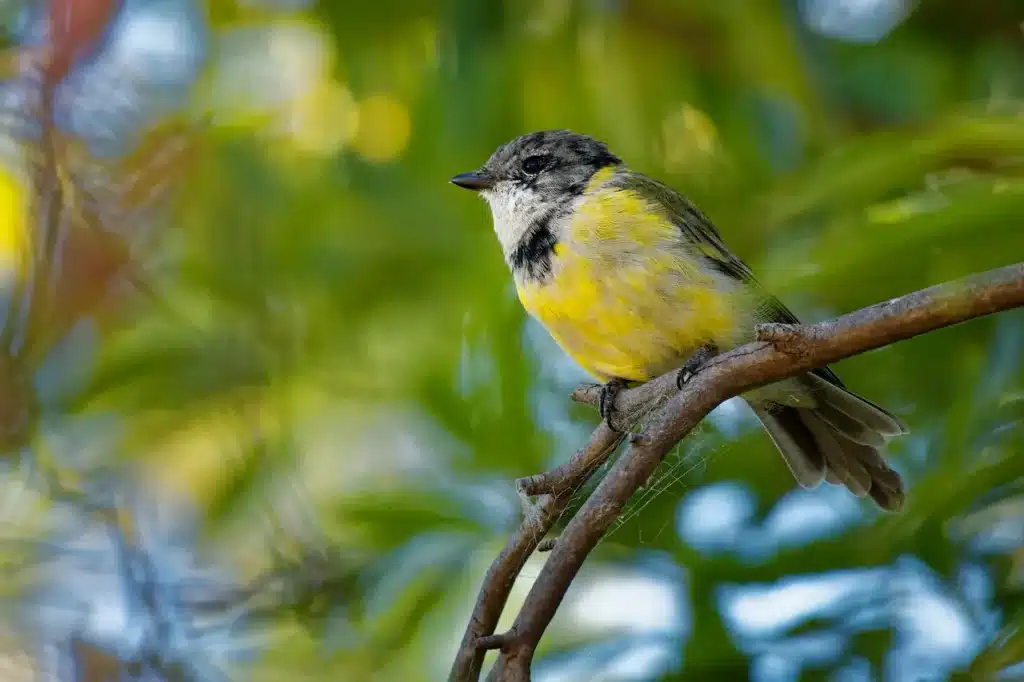 Mangrove Golden Whistlers 