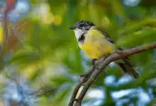 Mangrove Golden Whistlers