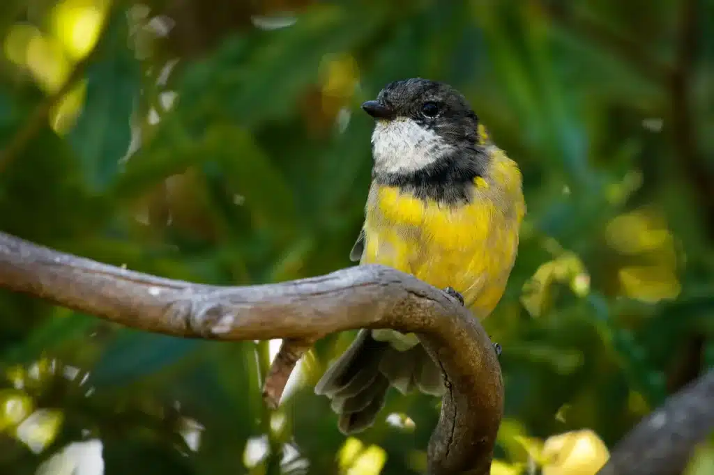 Mangrove Golden Whistlers Image 