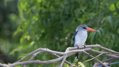 The Mangrove Kingfisher On The Tree Branch