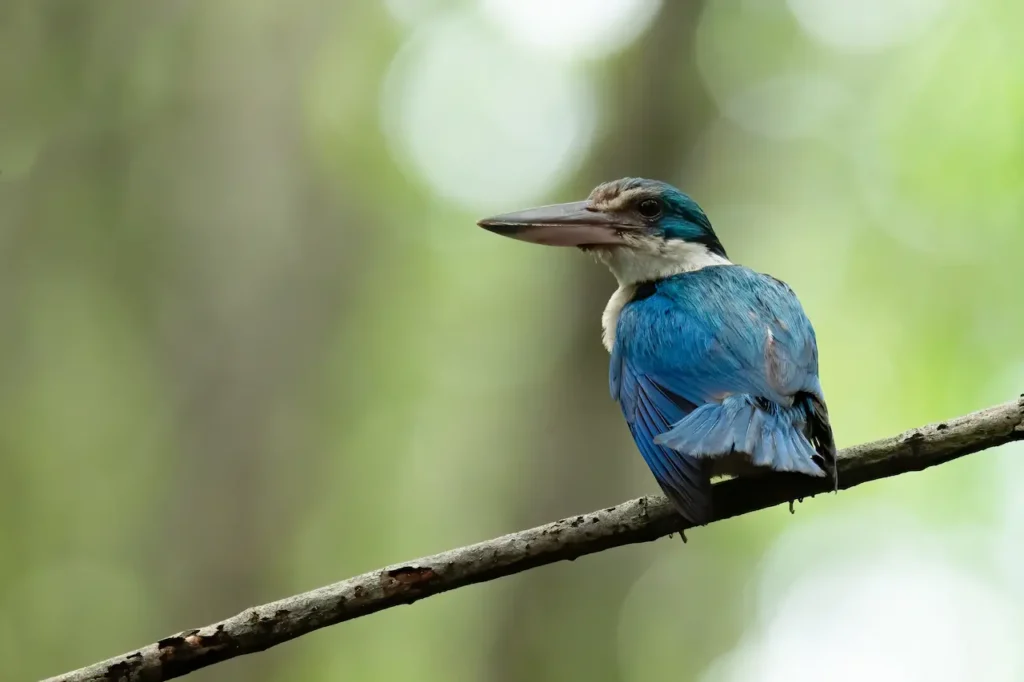 Mangrove Kingfishers