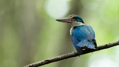 Mangrove Kingfishers