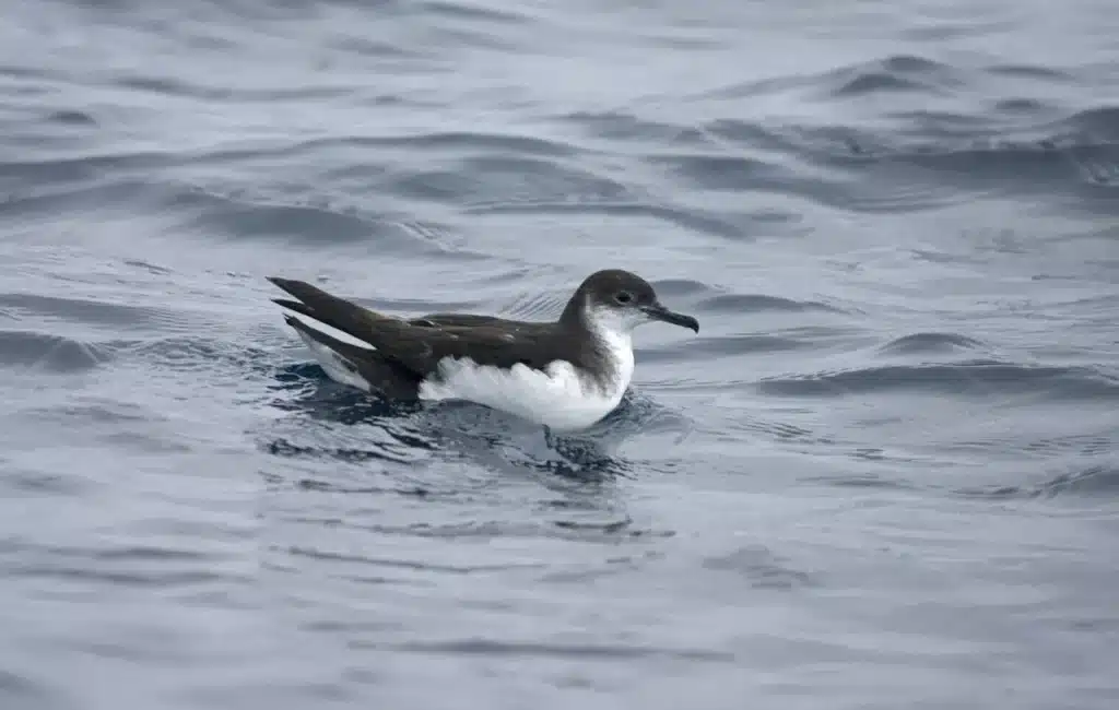Manx Shearwaters 