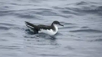 Manx Shearwaters
