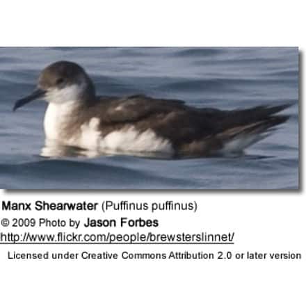 Manx Shearwater (Puffinus puffinus)