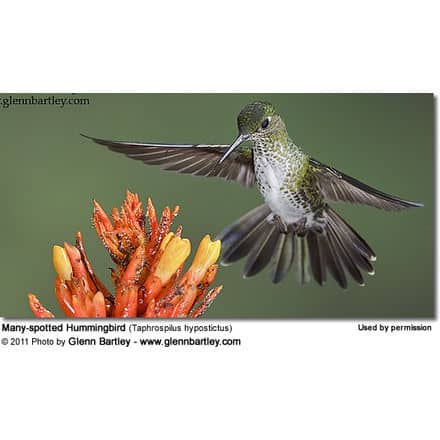 Giant Hummingbird (Patagona gigas) or Burro q'enti in flight