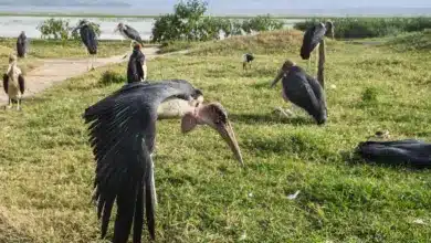 Group Of Marabou Storks On The Lake