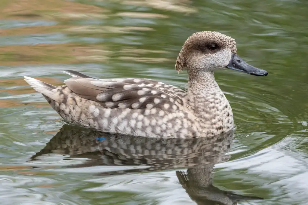 Marbled Duck on the Water 