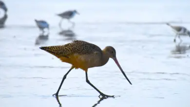 The Marbled Godwits Looking For Food