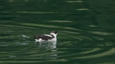 Marbled Murrelets