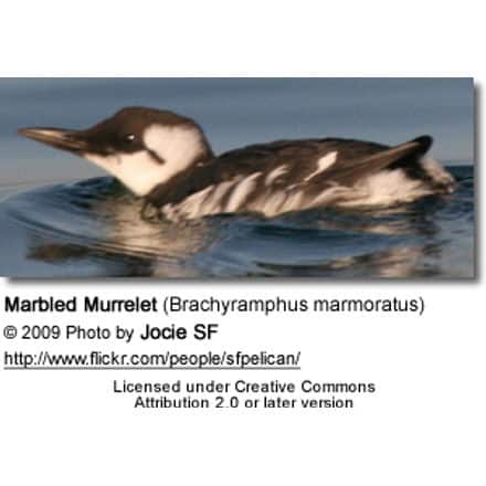 Marbled Murrelet (Brachyramphus marmoratus)