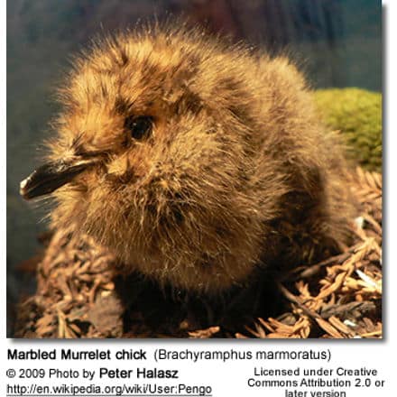 Marbled Murrelet chick (Brachyramphus marmoratus)