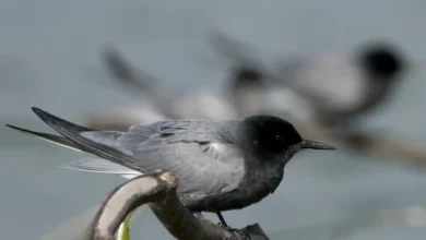 Marsh Terns