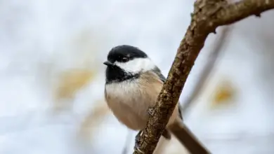 The Marsh Tit Perched On A Branch