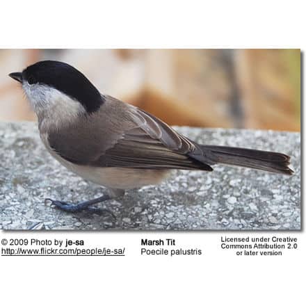 Marsh Tit Poecile palustris 