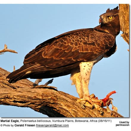 Martial Eagle, Polemaetus bellicosus, Vumbura Plains, Botswana, Africa (08/16/11)