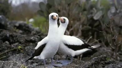 Pair of Masked Boobies on a Ground