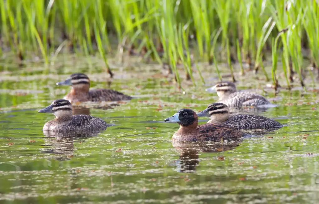 Masked Ducks in the Water