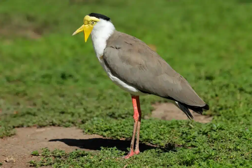 Masked Lapwing